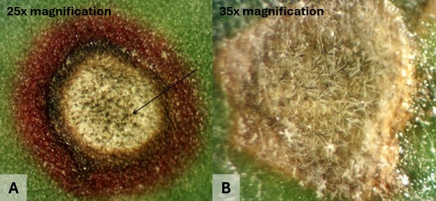 Two up close photos of the lesions in leaves caused by Cercospora leaf spot